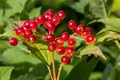 Viburnum opulus, Gewöhnlicher Schneeball, 150–200 cm
