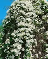 Pflanzen für Dich Kletterpflanze Clematis montana Grandiflora, 1 St., Berg-Waldrebe, Anemonen-Waldrebe, weißblühend, schnellwachsend