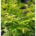Gelber Holunder 60-80cm - Sambucus canadensis