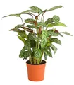 Dehner Zimmerpflanze Korbmarante Compactstar, Calathea, konstrastreiche Blattzeichnung, tropische Zimmerpflanze mit luftreinigender Wirkung