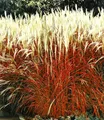 BALDUR Garten Gräser Ziergras 'Indian Summer', 1 St., Chinaschilf, winterhart, mehrjährig, pflegeleicht