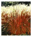 Ziergras 'Indian Summer' 1 Pfl., Chinaschilf, Miscanthus purpurascens