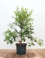 Pflanzen für Dich Gehölze Osmanthus burkwoodii, 1 St., Burkwood-Steinlinde, Duftblüte