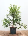 Osmanthus burkwoodii, Duftblüte, immergrün, 30–40 cm