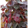 Hochstamm Kanadischer Judasbaum Merlot 100-125cm - Cercis canadensis