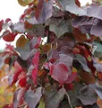 Hochstamm Kanadischer Judasbaum Merlot 100-125cm - Cercis canadensis - lebende Gartenpflanze aus den Baumschulen