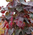Hochstamm Kanadischer Judasbaum Merlot 100-125cm - Cercis canadensis