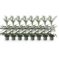 GreenboutiQ - Heckenpflanzen - Cupressocyparis leylandii - Blatt grün - 8 Pflanzen - 1 laufender Meter - immergrün - Topf 9cm Höhe 35-40cm