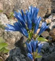 Japanischer Enzian - Gentiana triflora