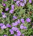 Blaukissen Cascade Blau - Aubrieta cultorum