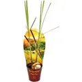 Exotenherz Zitronengras Cymbopogon Citratus 12cm Topf