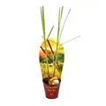 Exotenherz - Zitronengras, Cymbopogon citratus, 12cm Topf