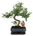 Szechuan-Bonsai-Pfeffer – Zanthoxylum piperitum – ca. 10 Jahre alt