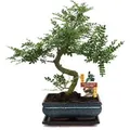 Exotenherz Bonsai Szechuan-Pfeffer Zanthoxylum Piperitum ca. 10 Jahre