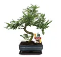 Exotenherz Bonsai Szechuan-Pfeffer - Zanthoxylum piperitum - ca. 10 Jahre