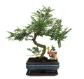 Exotenherz - Bonsai Szechuan-Pfeffer - Zanthoxylum piperitum - ca. 10 Jahre