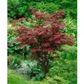Acer Palmatum Atropurpureum Japanischer Ahorn Rotlaubig 80–100 cm