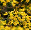 Englischer Ginster 30-40cm - Genista anglica