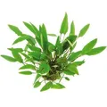 Dennerle Plants Aquariumpflanze Cryptocoryne Affinis