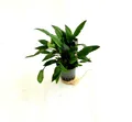 Cryptocoryne affinis - Topf Wasserkelch braune Aquarienpflanze Dennerle 774
