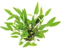 Geflammt braunblättriger Wasserkelch - Cryptocoryne affinis C 400