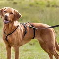 TRIXIE Panikgeschirr Stay - schwarz - 44–60 cm/15 mm