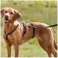 TRIXIE Hunde-Erziehungsgeschirr Panikgeschirr Stay - schwarz - 44–60 cm/15 mm schwarz 44–60 cm/15 mm