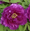 Strauchpfingstrose Hana Daijin - Paeonia suffruticosa