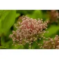 Ceanothus Pallidus Marie Simon Säckelblume Rosa 40–60 cm