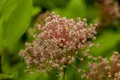 Ceanothus pallidus 'Marie Simon', Säckelblume, rosa, 40–60 cm