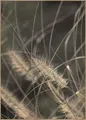 Posterboard MELLOW GRASSES 2 BH 50x70 cm bunt