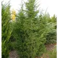 Blaureif Wacholder 50-60cm - Juniperus virginiana