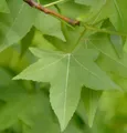 Amerikanischer Amberbaum 125-150cm - Liquidambar styraciflua