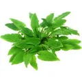 Dennerle Plants Aquariumpflanze Cryptocoryne Wendtii Broad Leaf In-Vitro