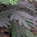 Seidenakazie Summer Chocolate - Schlafbaum 40-60cm - Albizia julibrissin