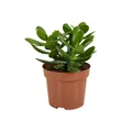 Bloomique - Crassula Ovata - Geldbaum - Sukkulenten - Zimmerpflanzen - Sehr Pfle