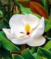 BALDUR Garten 1x Magnolie 'Grandiflora', Pflanze im 12 cm-Topf, imposante bis 25 cm große Blüten, herrlich duftend, winterhart, immergrün, mehrjährig, pflegeleicht, ideal für Beet & Kübel