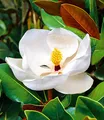 BALDUR Garten 1x Magnolie 'Grandiflora', Pflanze im 12 cm-Topf, imposante bis 25 cm große Blüten, herrlich duftend, winterhart, immergrün, mehrjährig, pflegeleicht, ideal für Beet & Kübel