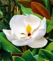Magnolie "Grandiflora",1 Pflanze
