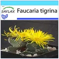 SAFLAX - Geschenk Set - Kakteen - Echter Tigerrachen - 40 Samen - Mit Geschenk- / Versandbox, Versandaufkleber, Geschenkkarte und Anzuchtsubstrat - Faucaria tigrina