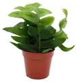 Epiphyllum anguliger chrysocardium – Sägeblattkaktus – 12 cm