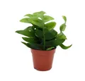 Exotenherz Kaktus Epiphyllum anguliger chrysocardium - Sägeblatt-Kaktus - 12cm