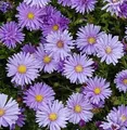 Kissenaster Mittelmeer - Aster dumosus