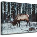 Leinwanddruck Tiere Kanadischer Hirsch 50x40