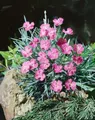 Pflanzen für Dich Staude Dianthus grat. Eydangeri, 1 St., Heide-Nelke, Pfingst-Nelke