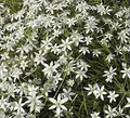 Dolden Milchstern - Ornithogalum umbellatum - lebende Gartenpflanze aus den Baumschulen