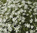 Dolden Milchstern - Ornithogalum umbellatum