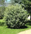 Wintergrüne Ölweide Compacta 100-125cm - Elaeagnus ebbingei - lebende Gartenpflanze aus den Baumschulen