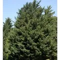 Leyland Zypresse 40-60cm - Cupressocyparis Leylandii