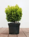 Pflanzen für Dich Konifere Chamaecyparis obt. Nana Aurea, 1 St., Hinoki-Scheinzypresse, goldgelb, kompaktwüchsig